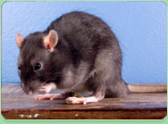 rat control Redhill