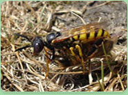 wasp control Redhill