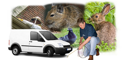 Redhill local van